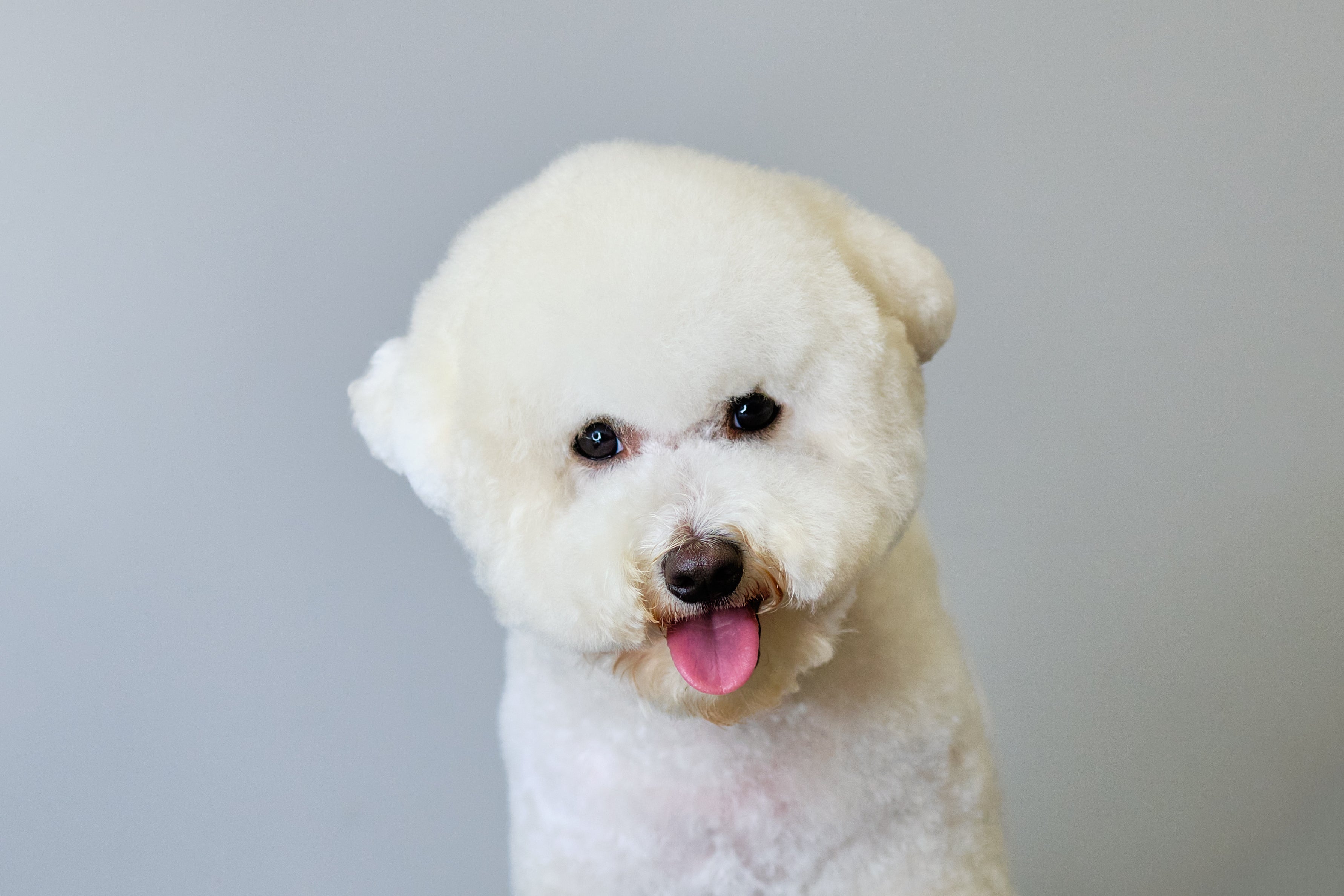 比熊犬的魅力探尋:結合可愛與堅韌的小精靈